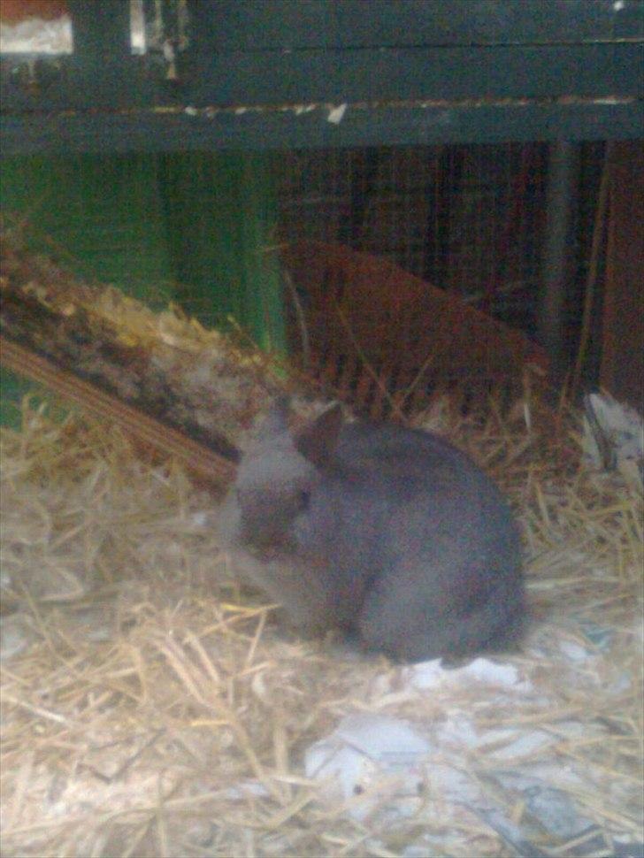 Kanin Hermelin | Fnugge;* billede 10