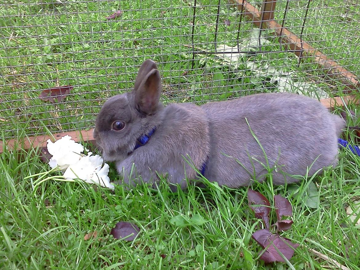 Kanin Hermelin | Fnugge;* billede 11