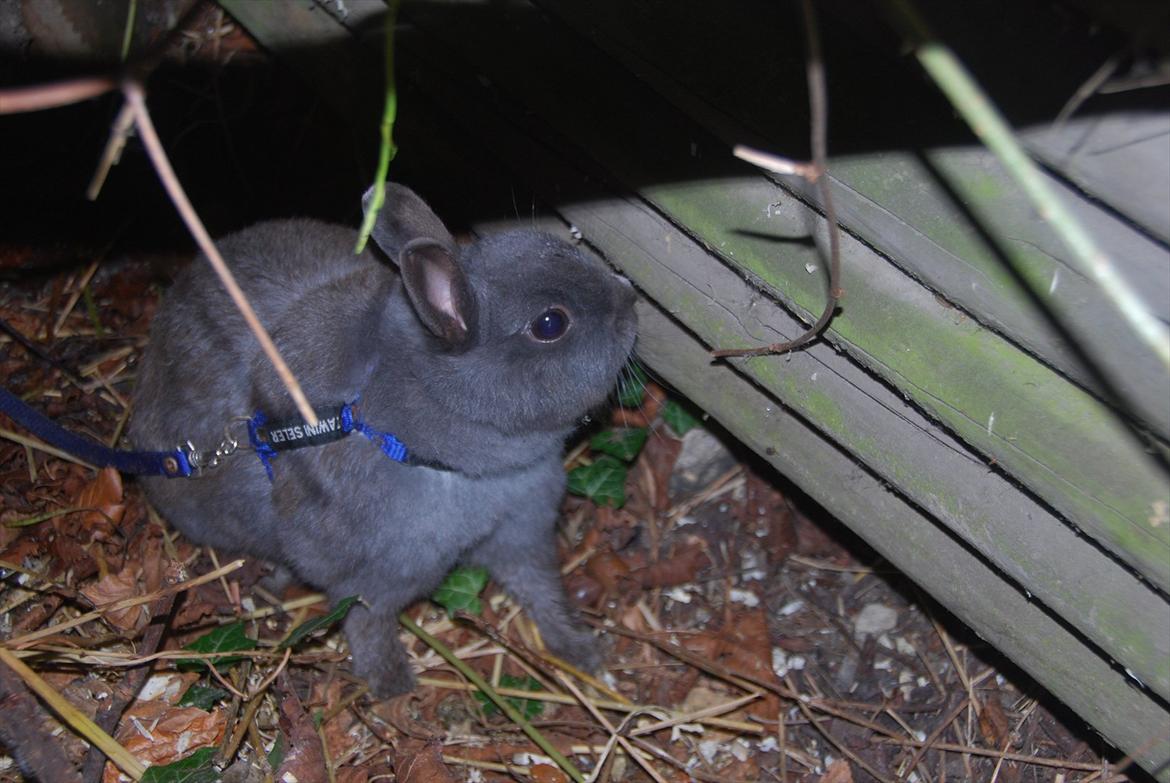 Kanin Hermelin | Fnugge;* billede 12