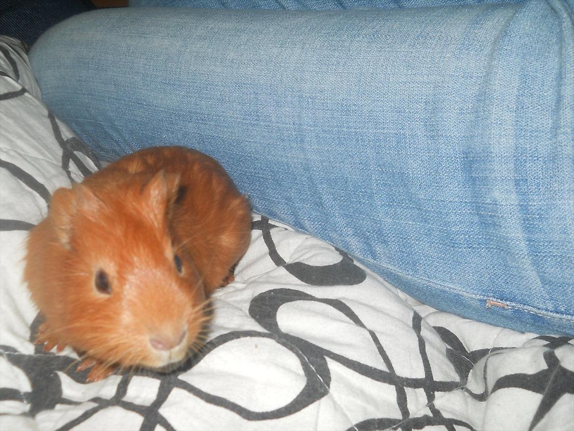 Marsvin Myr  billede 4