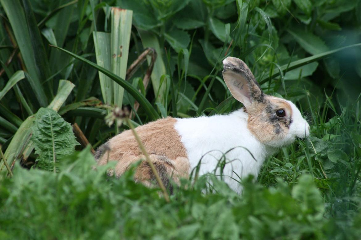 Kanin Flora Gyldenris billede 18