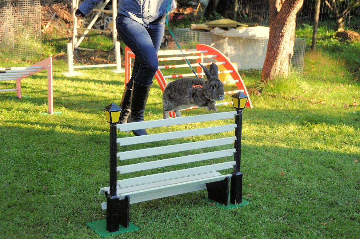 Kanin SCh. Neottia Nidus-avis - Fotograf: Aase Bjerner.
Oktober 2011 billede 17