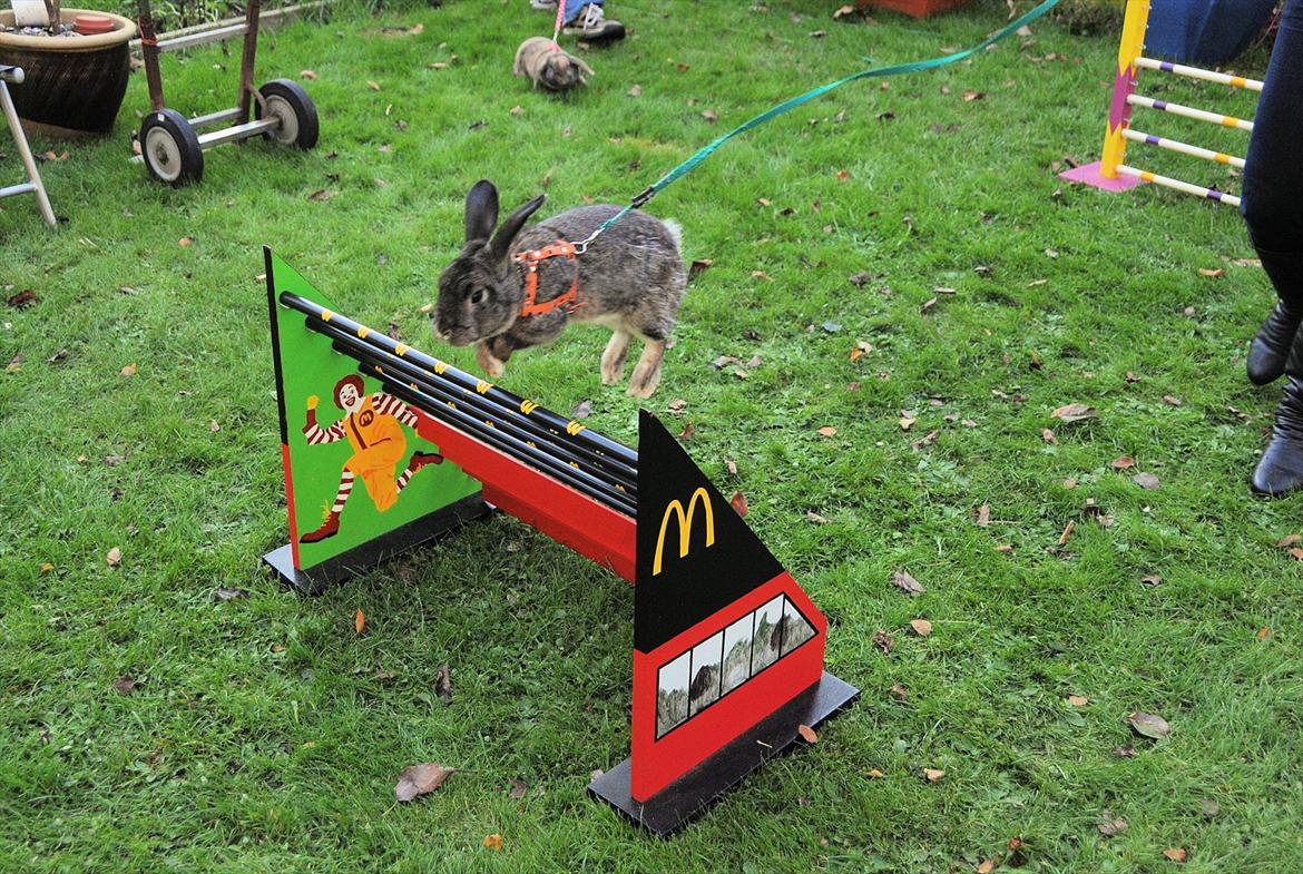 Kanin SCh. Neottia Nidus-avis - Fotograf: Aase Bjerner. Oktober 2011 billede 18