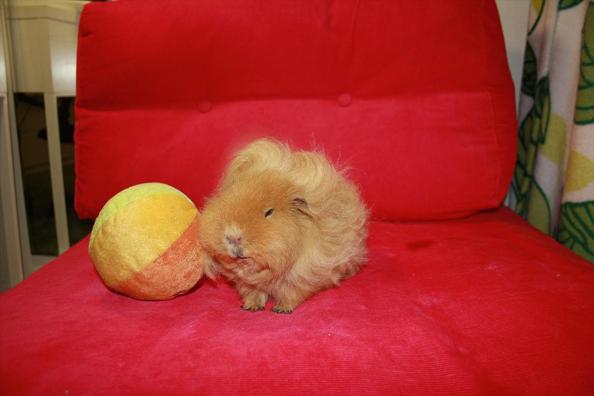 Marsvin Mynte <3 billede 18