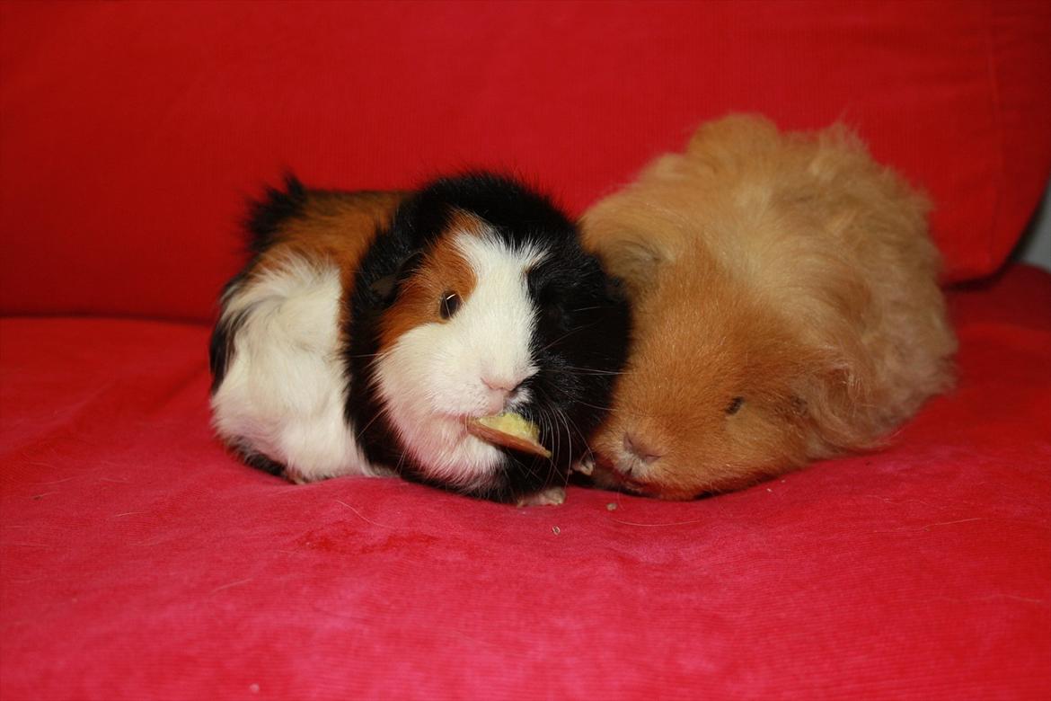 Marsvin Mynte <3 billede 17