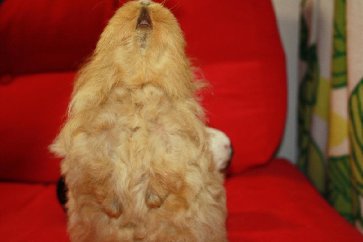 Marsvin Mynte <3 billede 19