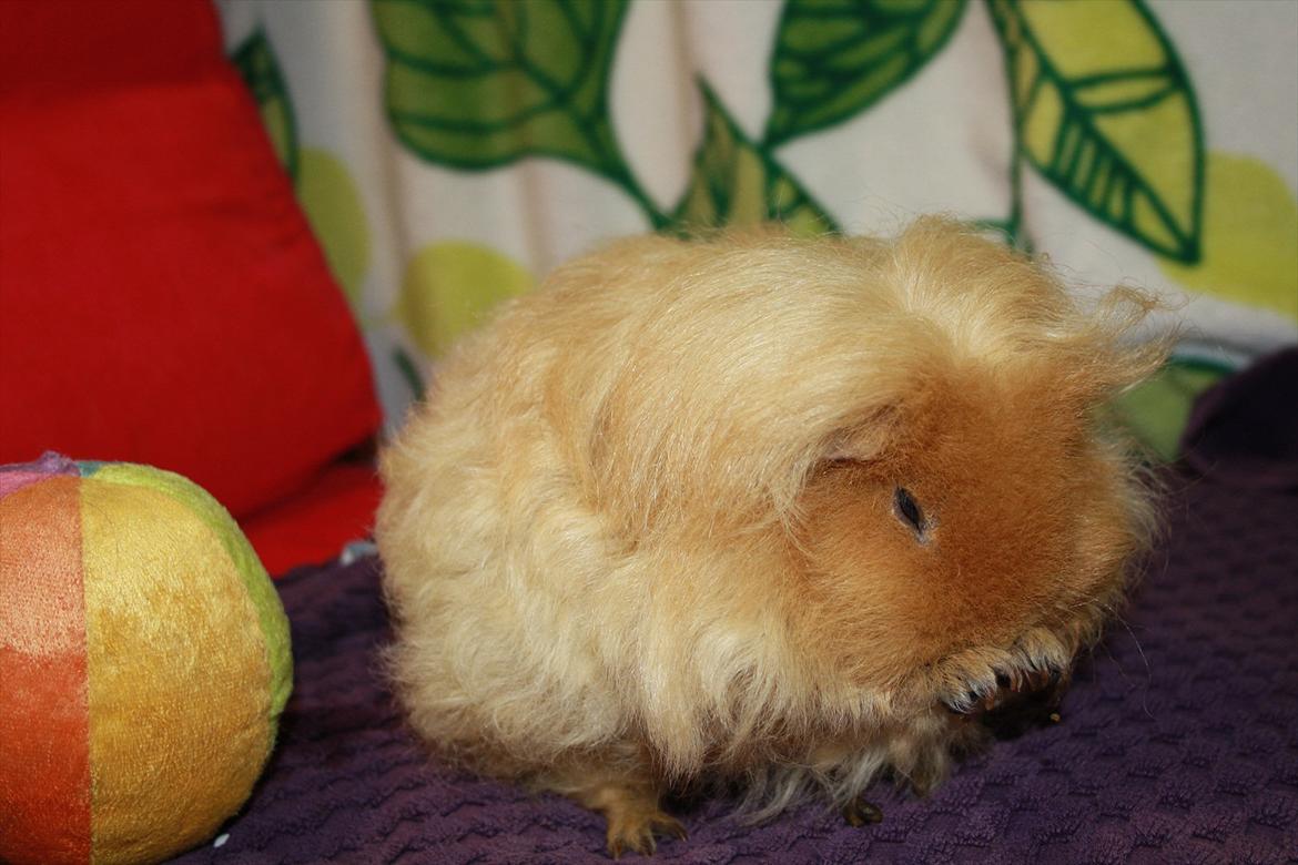 Marsvin Mynte <3 billede 20