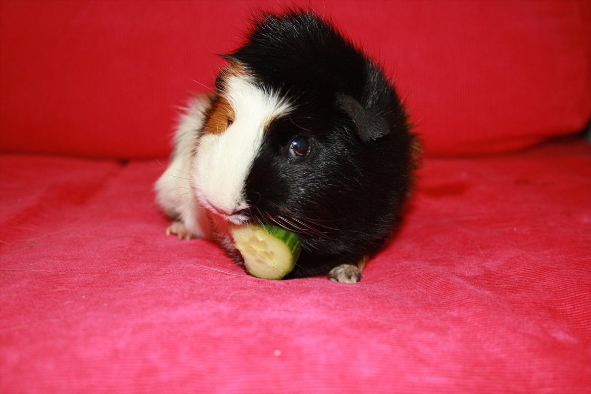 Marsvin Betty R.I.P :* billede 15