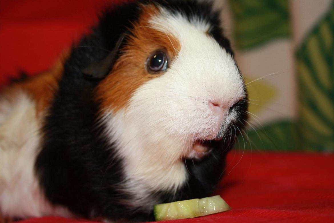 Marsvin Betty R.I.P :* billede 2