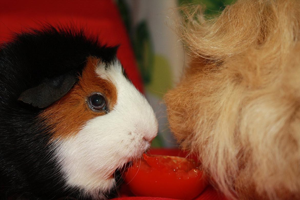 Marsvin Betty R.I.P :* billede 16