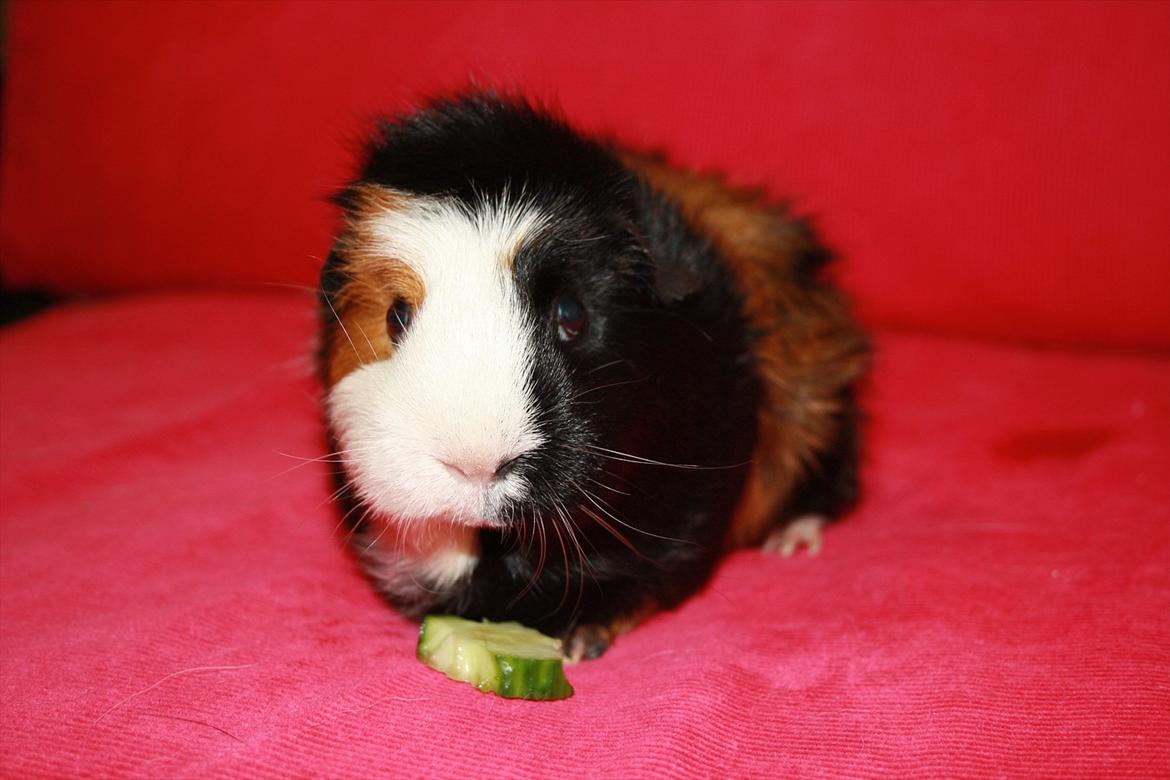 Marsvin Betty R.I.P :* billede 17