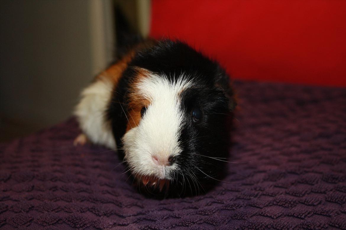 Marsvin Betty R.I.P :* billede 18