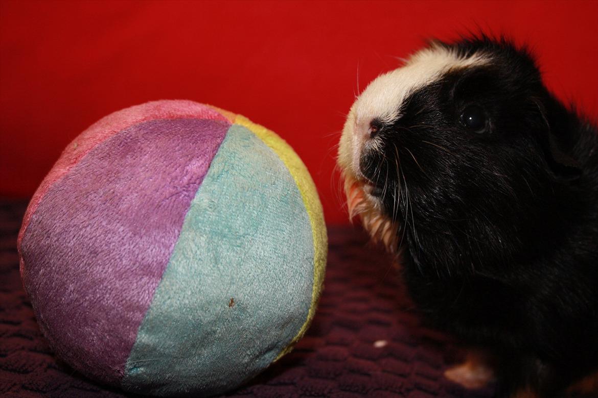 Marsvin Betty R.I.P :* billede 19