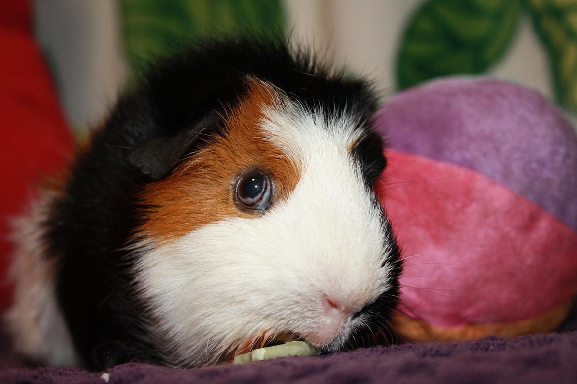 Marsvin Betty R.I.P :* billede 20