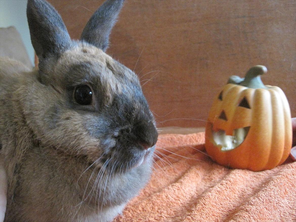 Kanin Babe (DØD) - lavede photoshoot med Babe og så var det halloween så der skulle lige lidt pyndt med billede 4