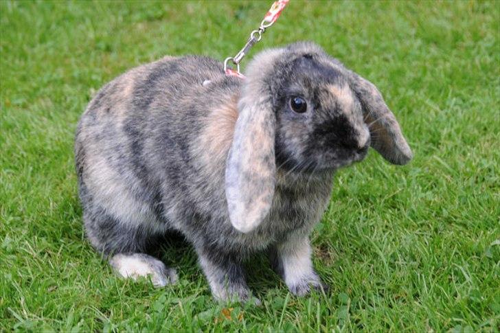 Kanin Bygholms Lotus Europa - Europa elsker at komme på græs billede 1