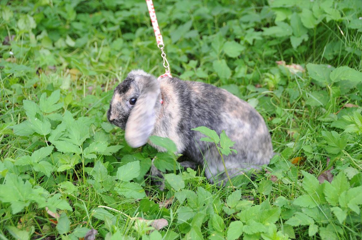 Kanin Bygholms Lotus Europa billede 2