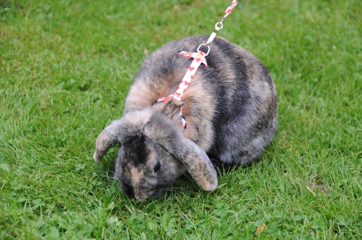 Kanin Bygholms Lotus Europa billede 3