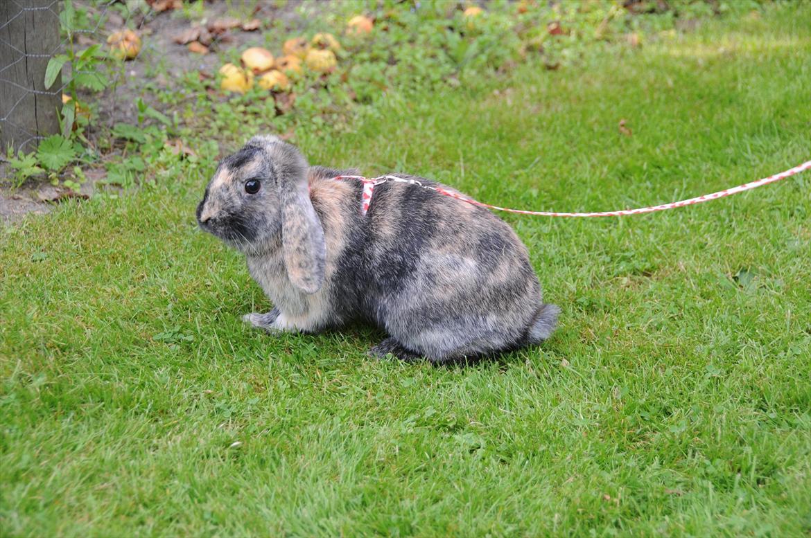 Kanin Bygholms Lotus Europa billede 4