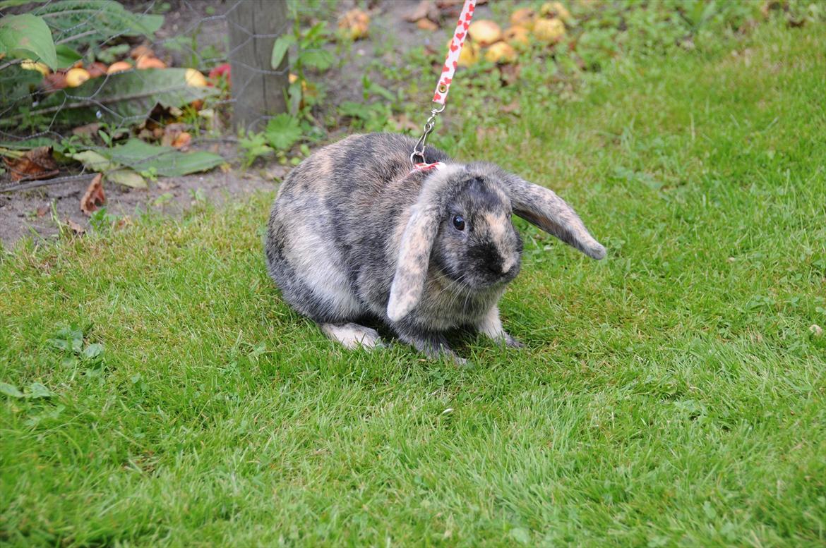 Kanin Bygholms Lotus Europa billede 5