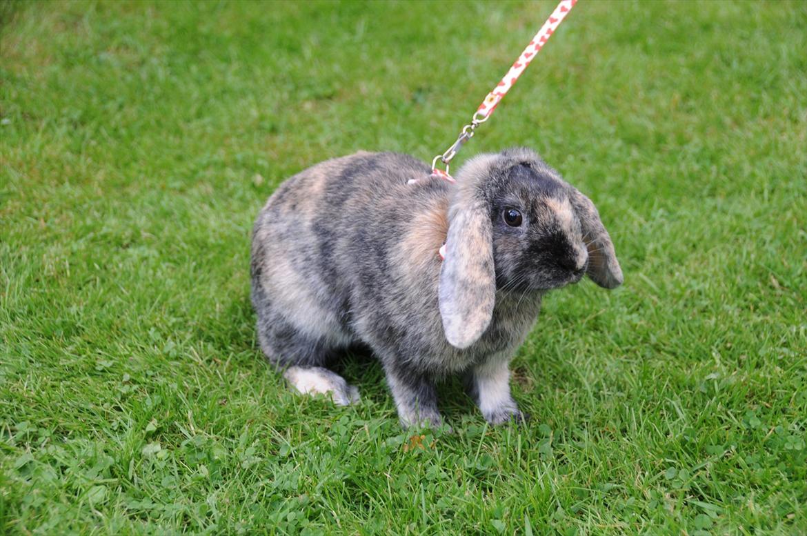 Kanin Bygholms Lotus Europa billede 6