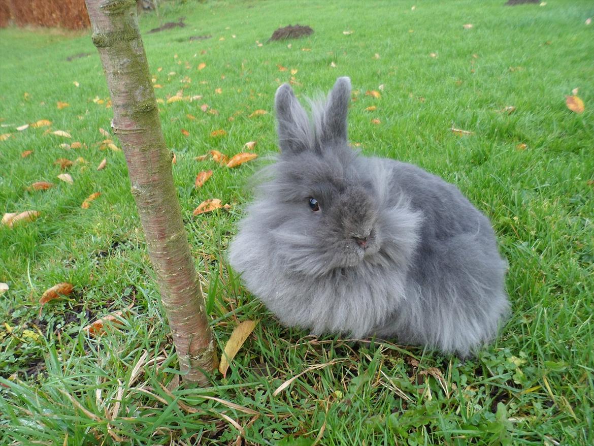 Kanin Blyb (Pigen) :D<3 - Smukke.. <3 billede 1