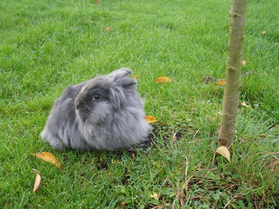 Kanin Blyb (Pigen) :D<3 billede 2