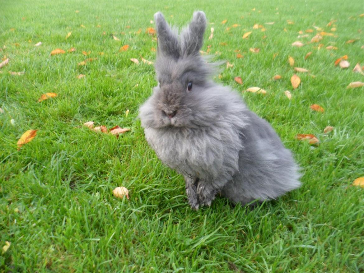 Kanin Blyb (Pigen) :D<3 - Nååår, hvad siger i så? Er jeg lige smuk eller hvad? billede 3