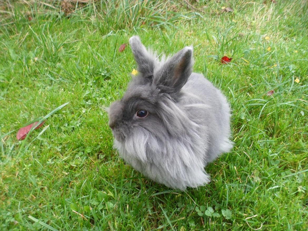 Kanin Blyb (Pigen) :D<3 billede 4
