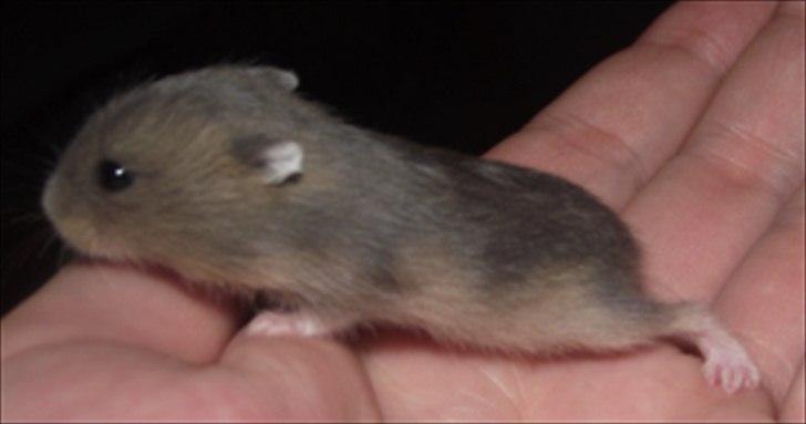 Dværghamster Donau's Jenna Sommers - Gået bort - Bebse!<3 billede 3