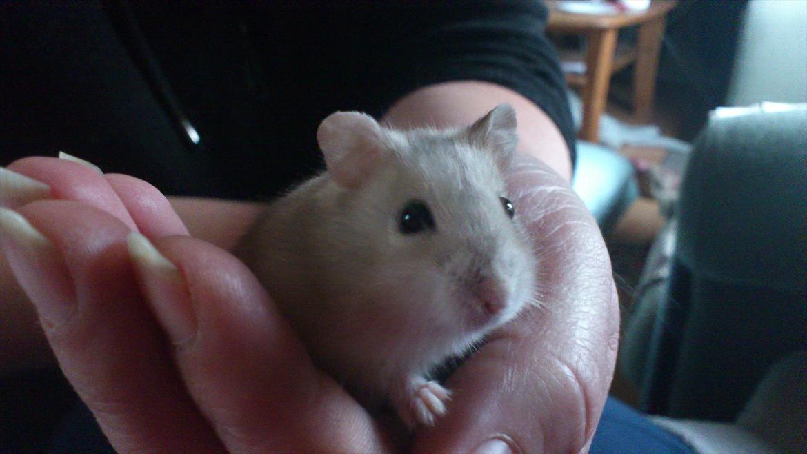 Dværghamster Bumle billede 1
