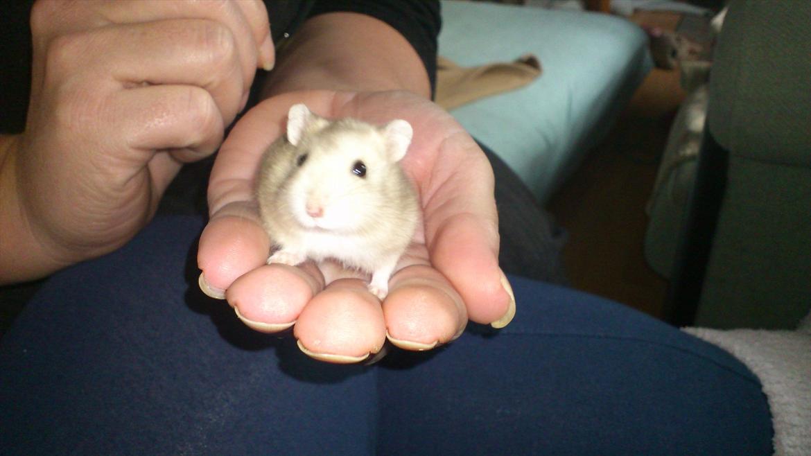 Dværghamster Bumle billede 2