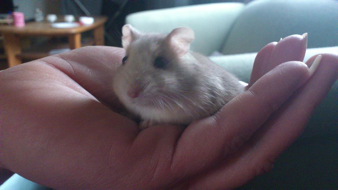 Dværghamster Bumle billede 3