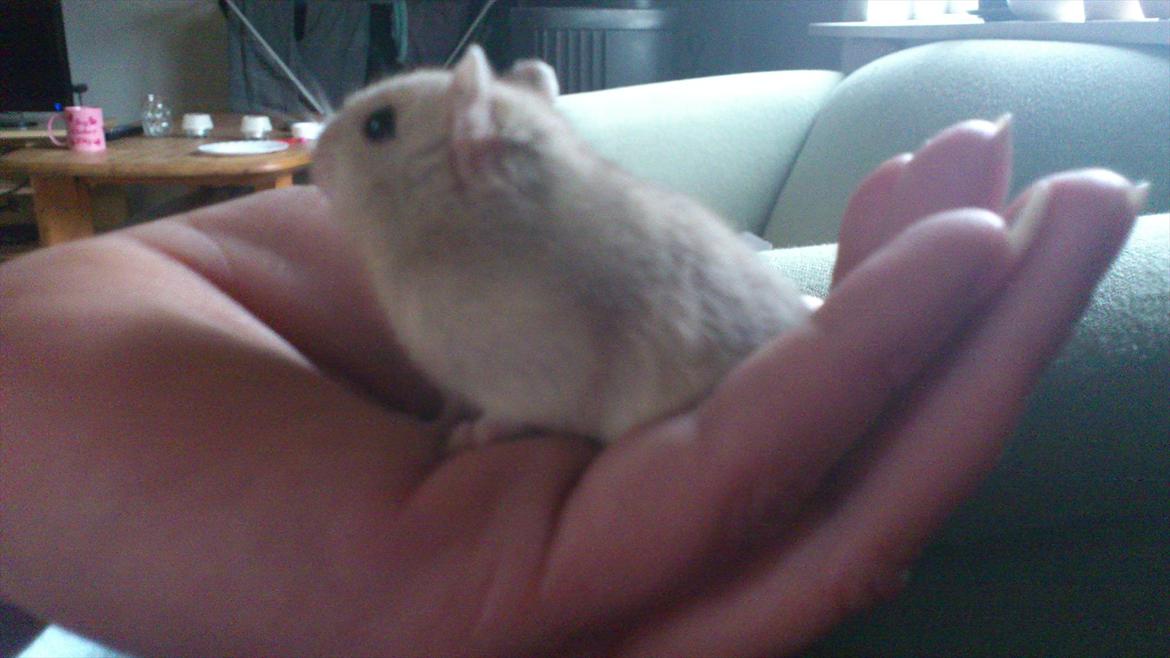 Dværghamster Bumle billede 4