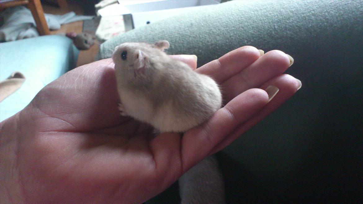 Dværghamster Bumle billede 5