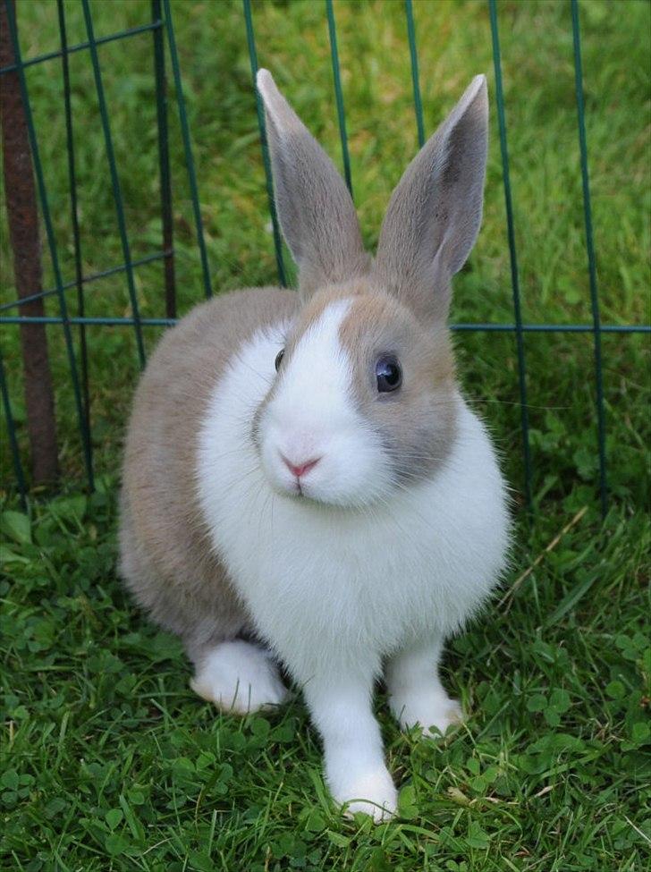 Kanin Bygholms Hr.Luf Shopper Boy billede 1