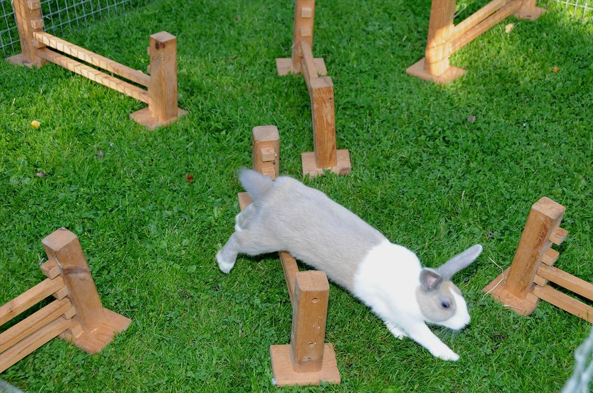 Kanin Bygholms Hr.Luf Shopper Boy billede 2