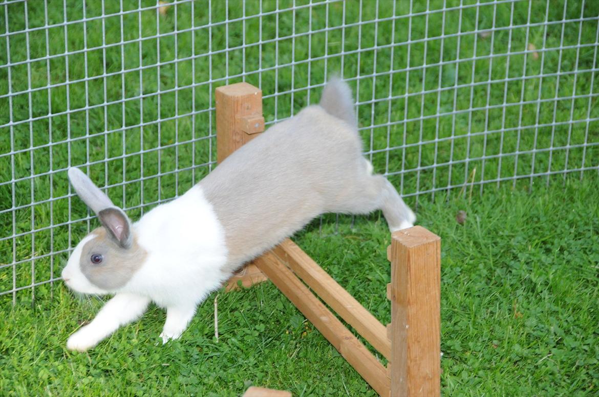 Kanin Bygholms Hr.Luf Shopper Boy billede 3