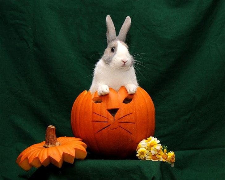 Kanin Bygholms Hr.Luf Shopper Boy billede 4