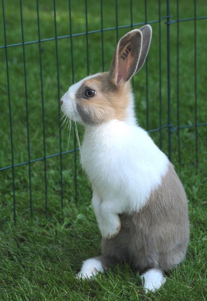 Kanin Bygholms Hr.Luf Shopper Boy billede 5