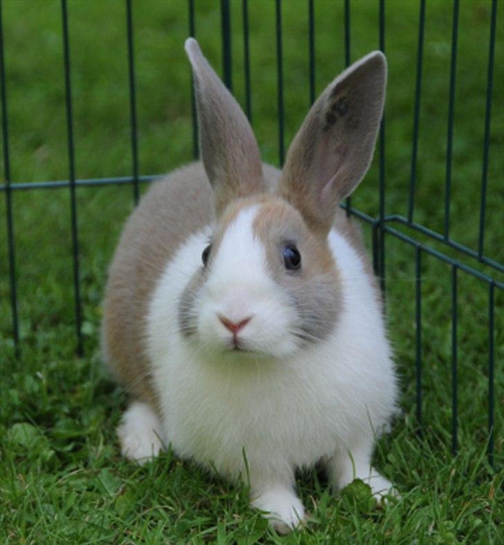 Kanin Bygholms Hr.Luf Shopper Boy billede 6