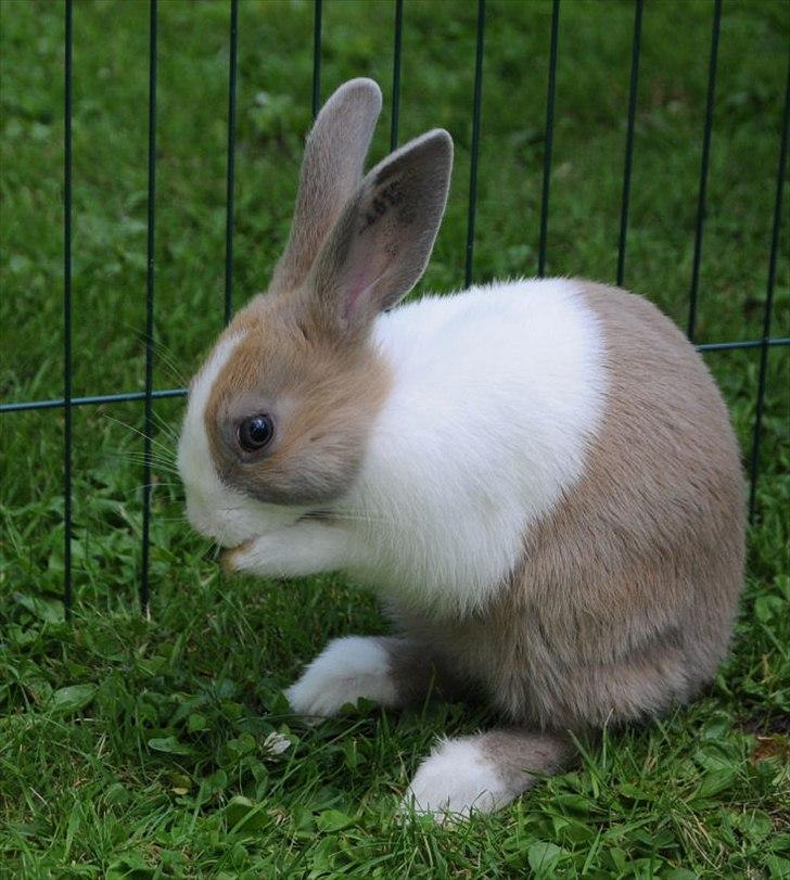 Kanin Bygholms Hr.Luf Shopper Boy billede 7