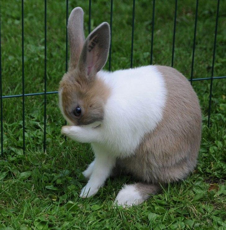 Kanin Bygholms Hr.Luf Shopper Boy billede 8