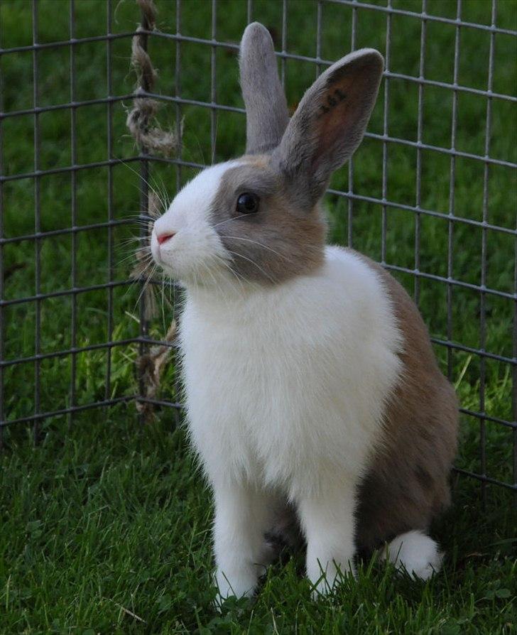 Kanin Bygholms Hr.Luf Shopper Boy billede 9