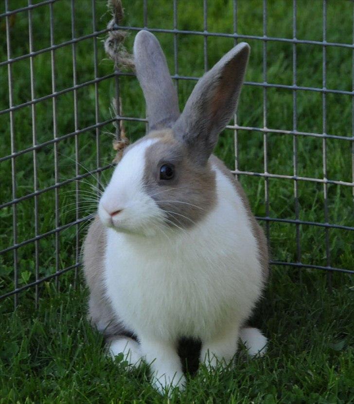 Kanin Bygholms Hr.Luf Shopper Boy billede 10