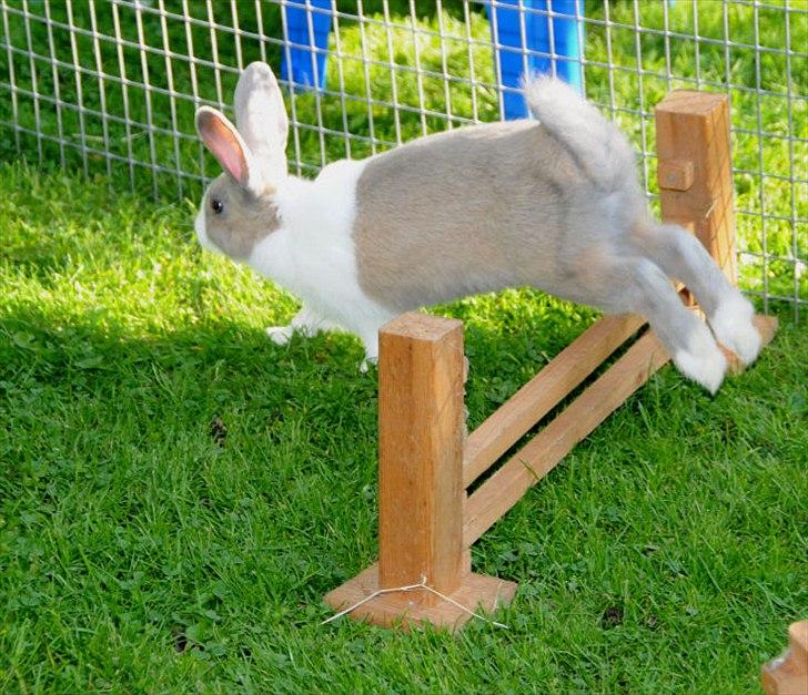 Kanin Bygholms Hr.Luf Shopper Boy billede 11