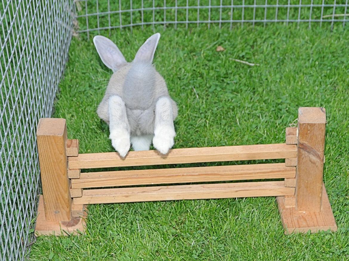 Kanin Bygholms Hr.Luf Shopper Boy billede 12