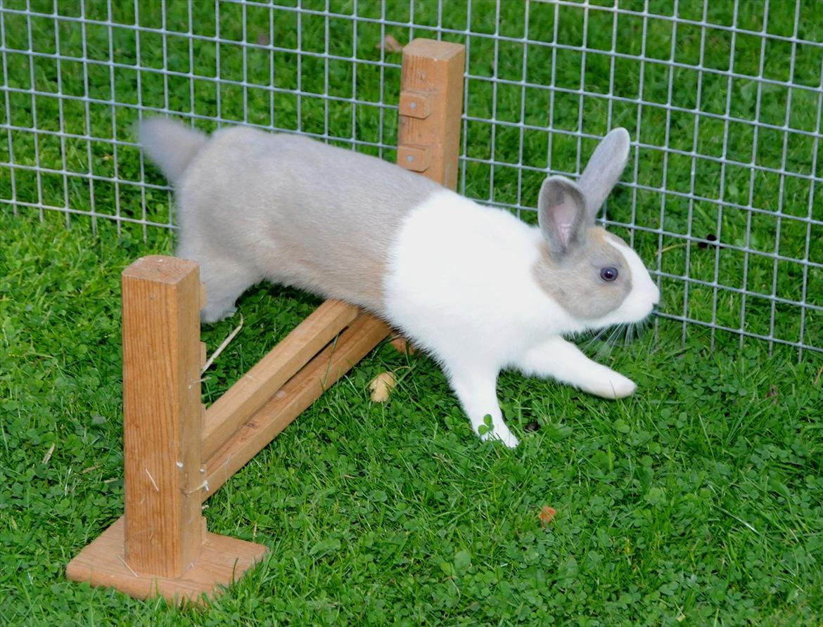 Kanin Bygholms Hr.Luf Shopper Boy billede 13