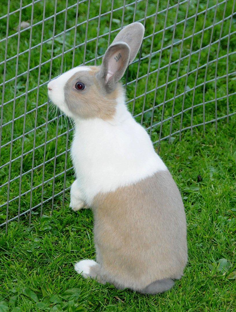 Kanin Bygholms Hr.Luf Shopper Boy billede 14