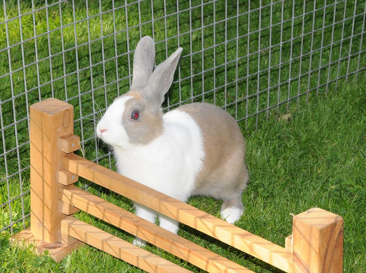 Kanin Bygholms Hr.Luf Shopper Boy billede 15